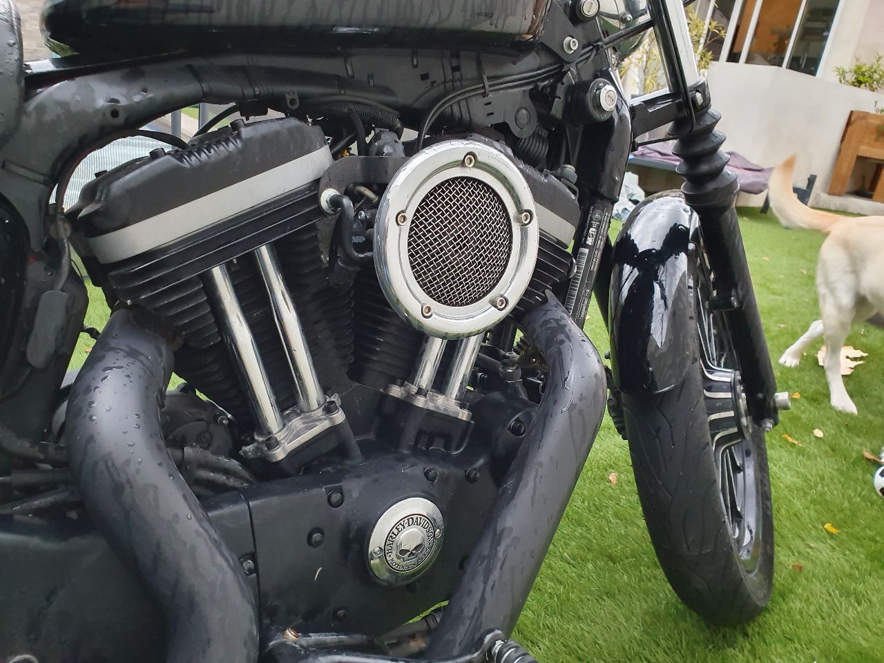 Photo HARLEY DAVIDSON 883