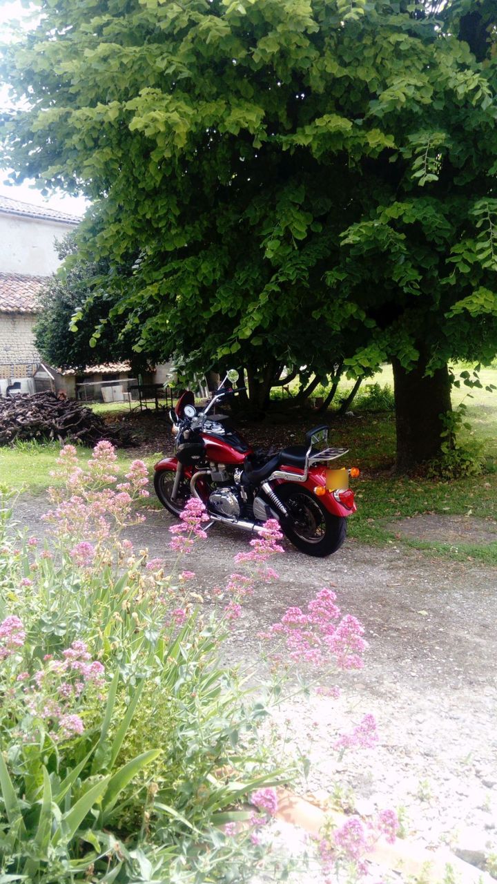 Photo TRIUMPH BONNEVILLE 800