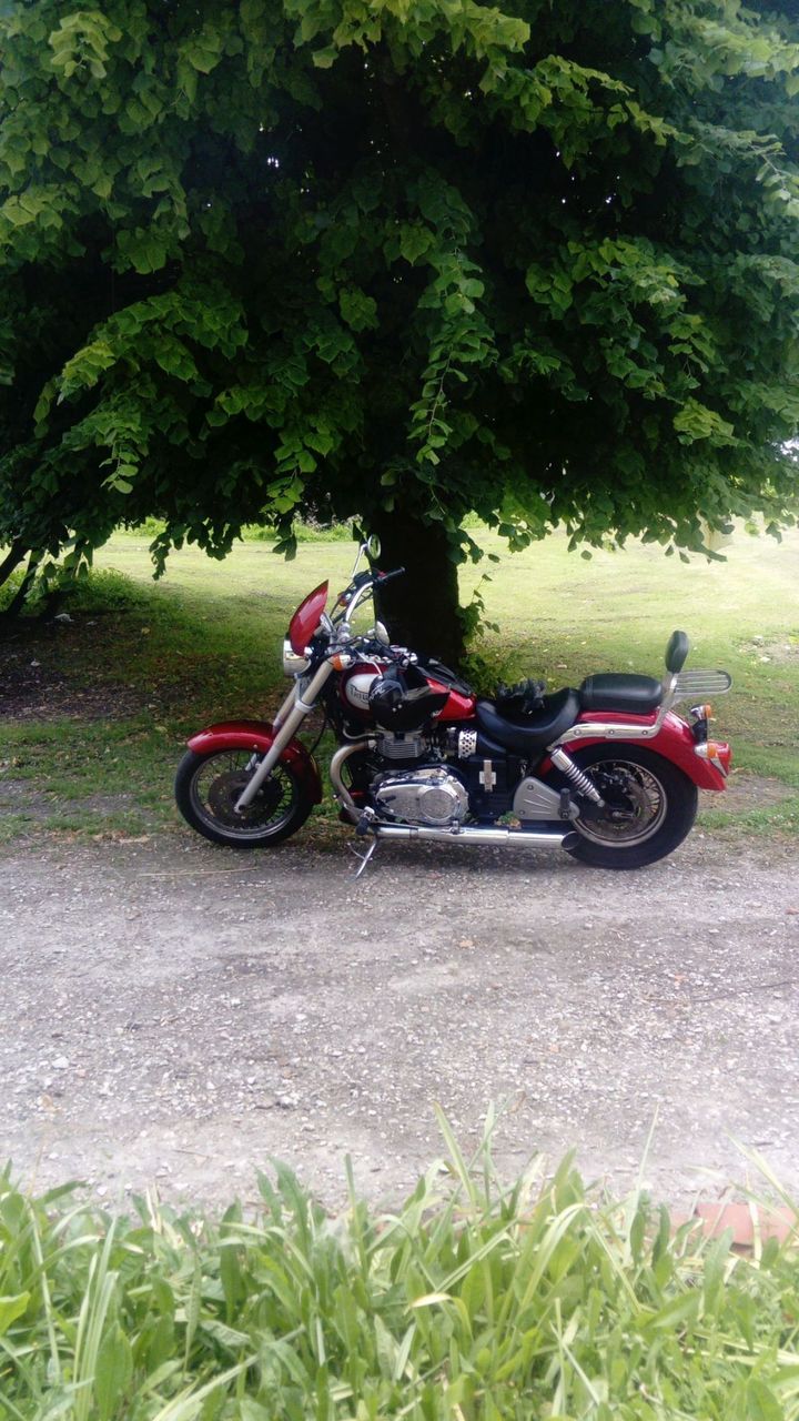 Photo TRIUMPH BONNEVILLE 800